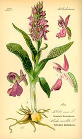 Basiscursus flora 2023