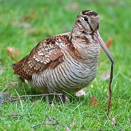 Houtsnip: van bosvogel overdag tot akkervogel in de nacht