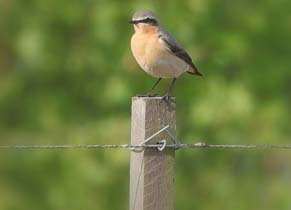 Broedvogel Monitoring Project