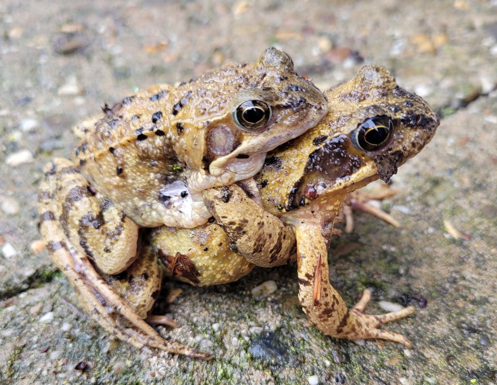 Paddentrek