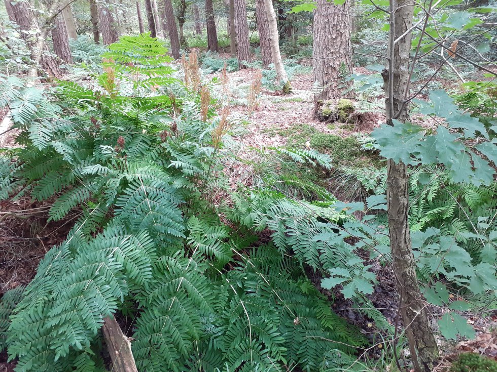 Sparrenrijk beheer
