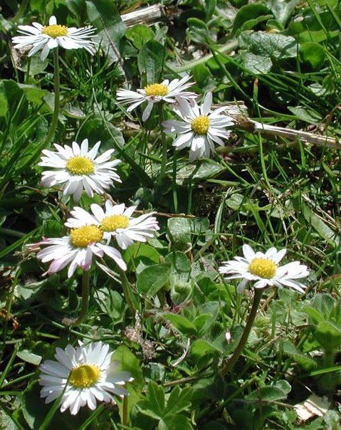 Eindejaars Plantenjacht