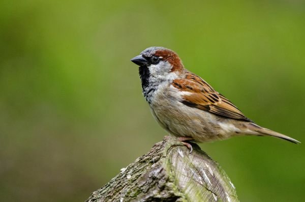 Tel je ook mee, in het jaar van de huismus?