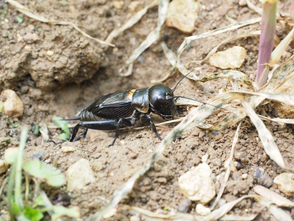 Veldkrekel, insect van het jaar 2024