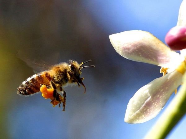 Bijen-en plantenmarkt