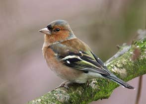 Vogeltelling Dommelbimd