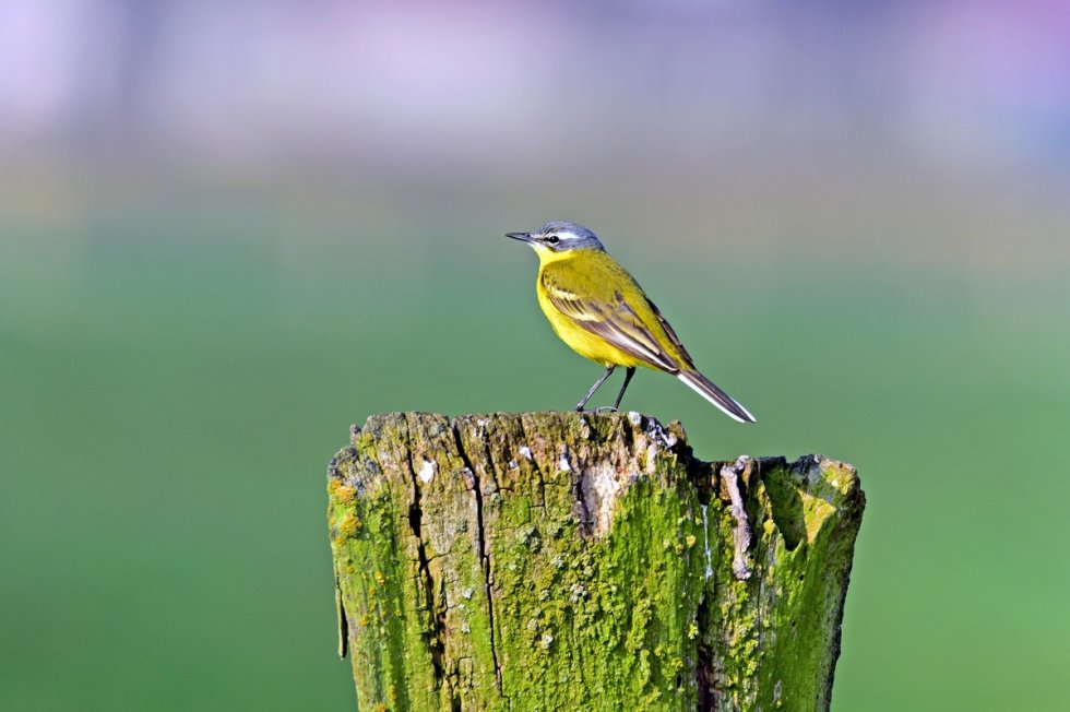 Broedvogelmonitoring de Beerze / Kleine Aa noord.