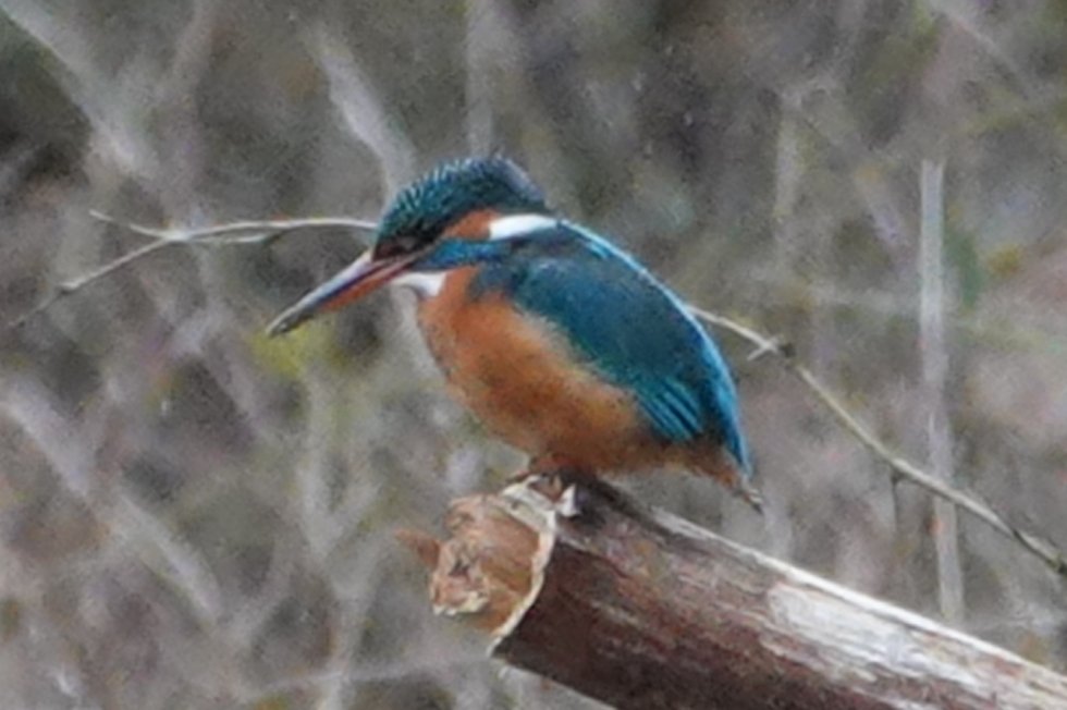 Broedvogelmonitoring (BMP)