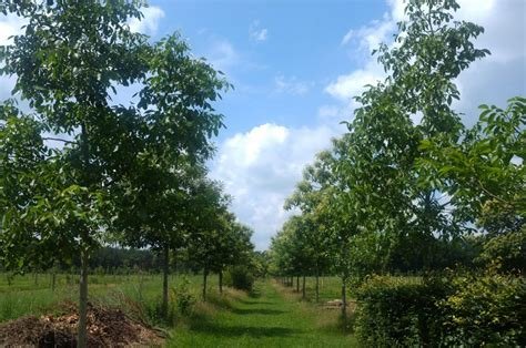 Lezing Agroforestry in het Groene Woud