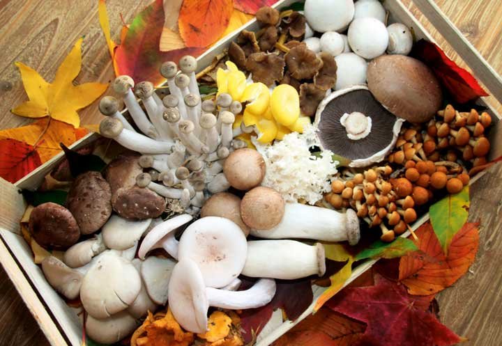 Excursie naar een paddenstoelenkwekerij