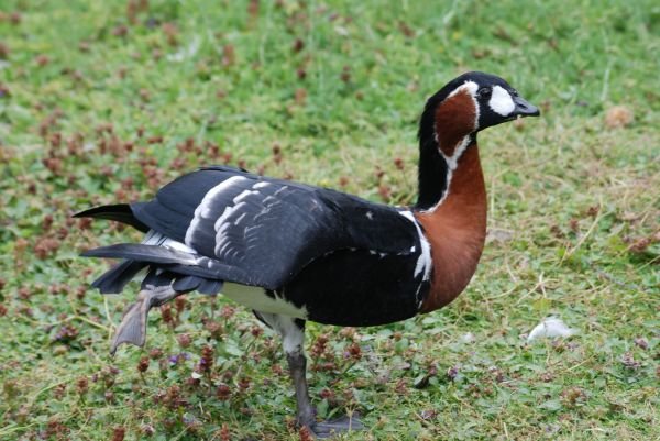 Vogelexcursie Ooijpolder