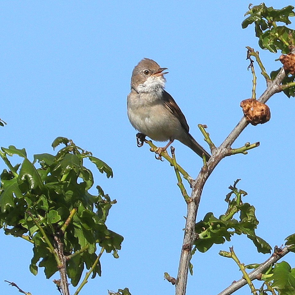 Verkenning gebied broedvogelmonitoring 2026