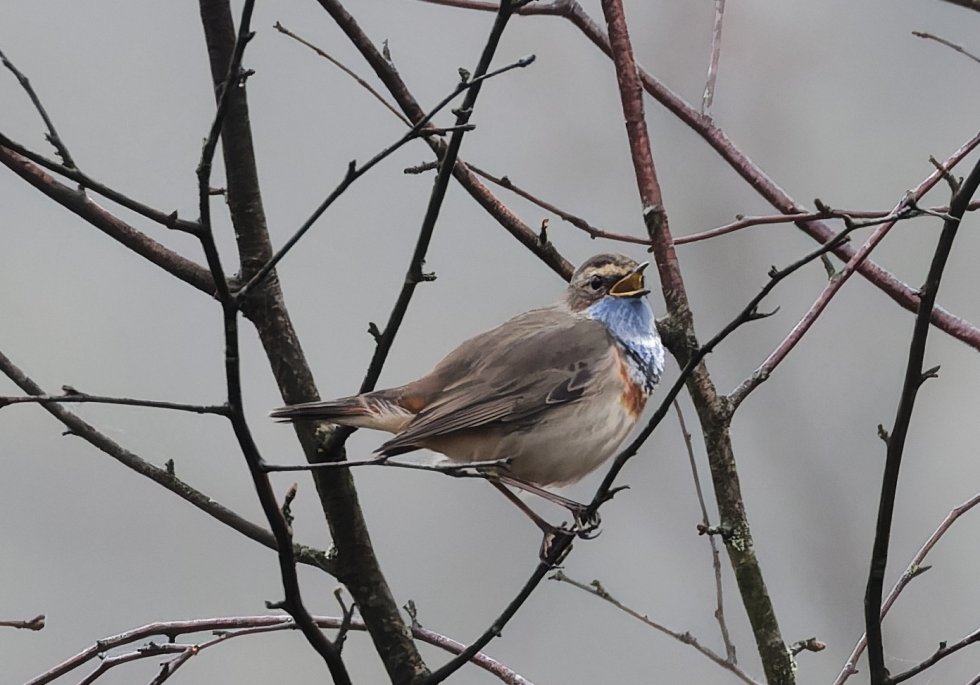Broedvogelmonitoring Smalbroeken noord/Papenhoefsveld