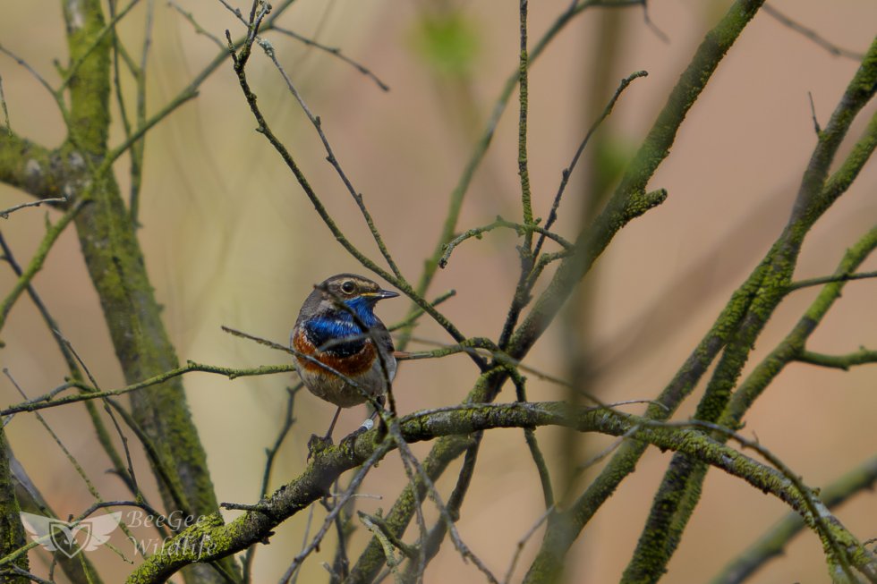 Broedvogelmonitoring Smalbroeken noord/Papenhoefsveld