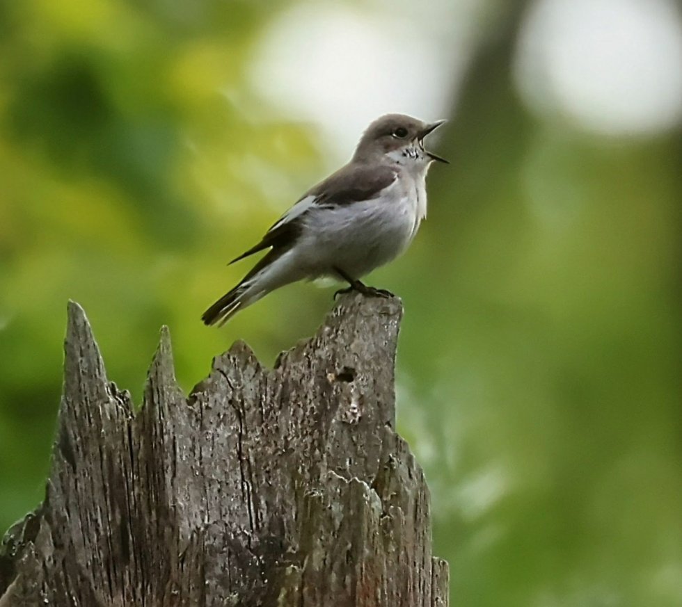 Broedvogelmonitoring Smalbroeken noord/Papenhoefsveld