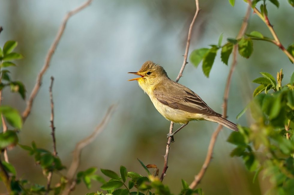 Broedvogelmonitoring Smalbroeken noord/Papenhoefsveld